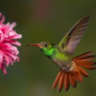 animals_hero_hummingbird_1