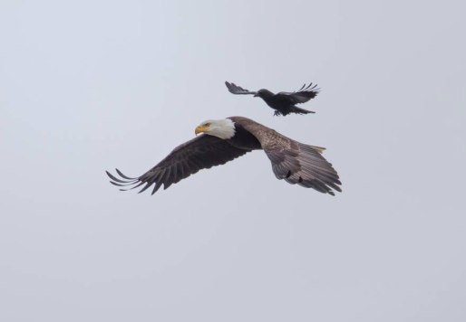 crow-rides-eagle-bird-photography-phoo-chan-6