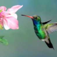 getty-hummingbird
