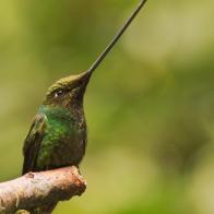 Hummingbird 1