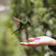 hummingbird feeding