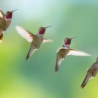 hummingbird-sequence-of-flight