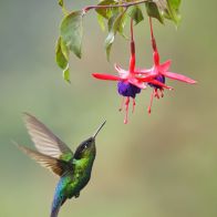 hummingbird-trumpet-flowers