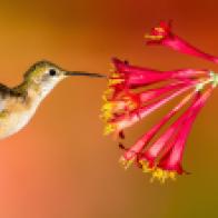 Hummingbird_Hero