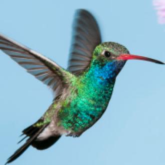 male-broad-billed-hummingbird