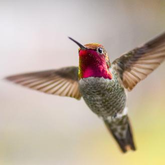 pink hummingbird